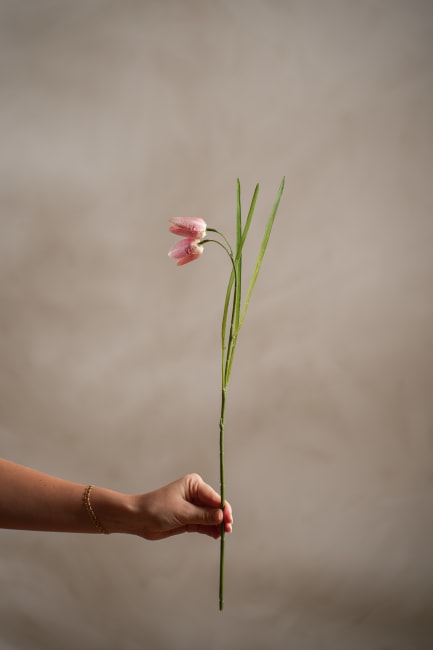 Fritillaria