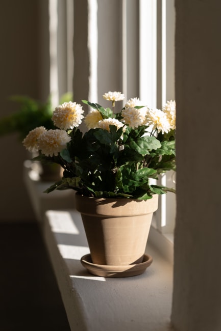 Chrysanthemum