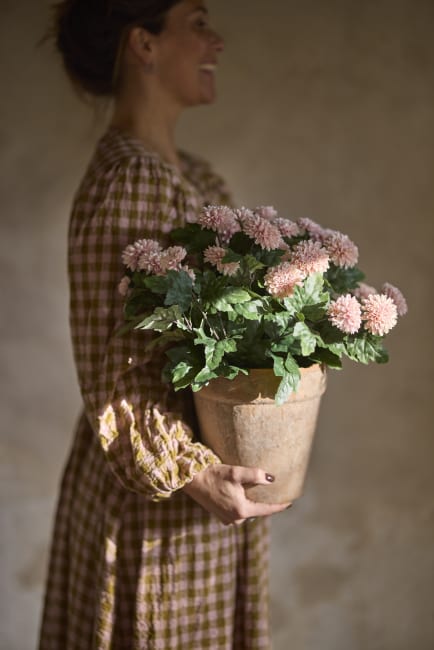 Chrysanthemum