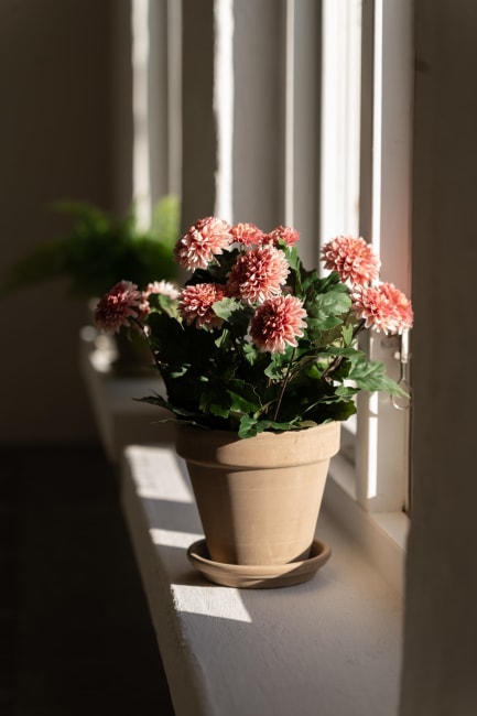 Chrysanthemum