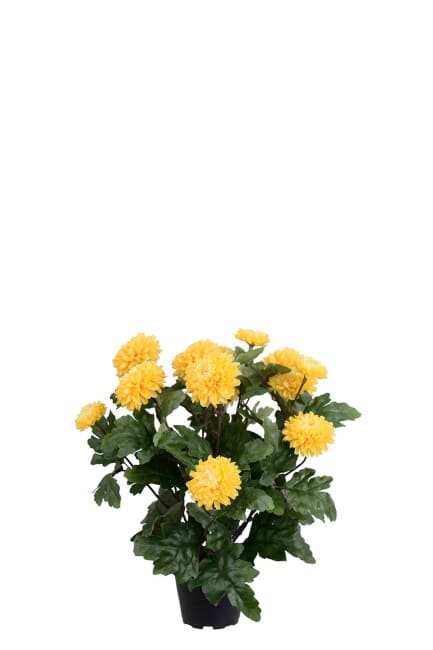 Chrysanthemum