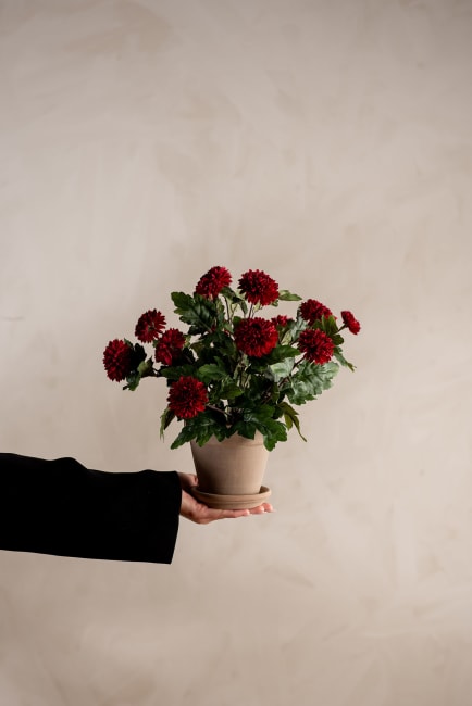 Chrysanthemum