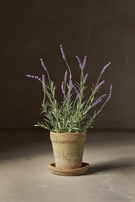 Lavendel
