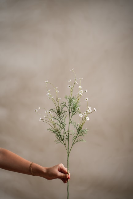 Daisy