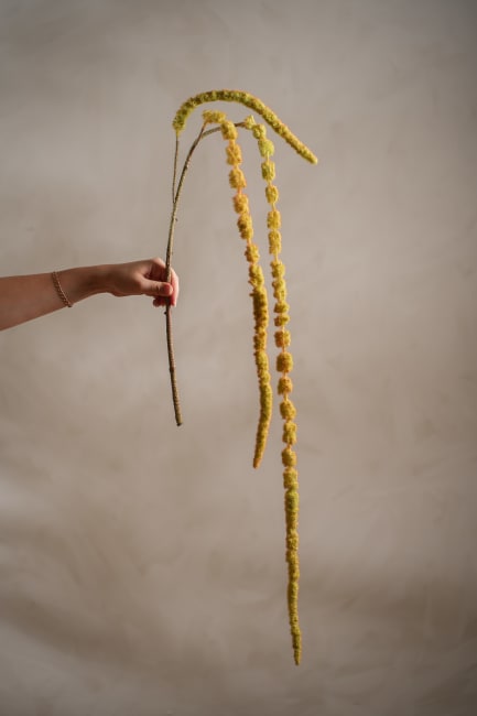 Amaranthus