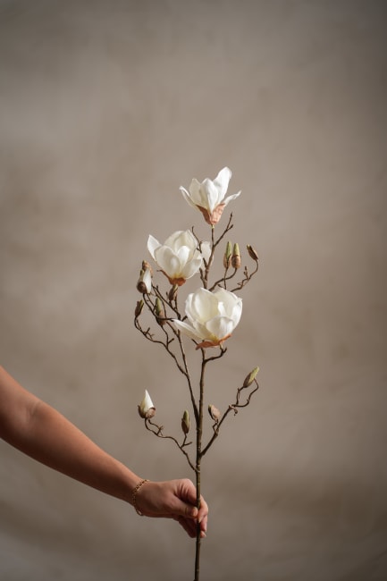 Magnolia