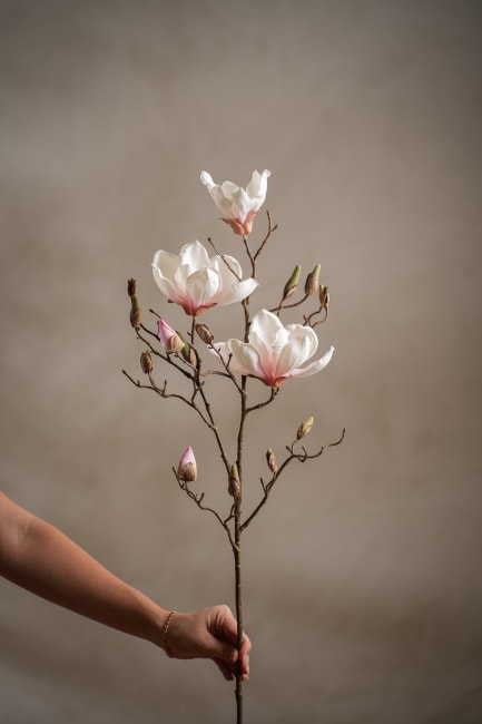 Magnolia