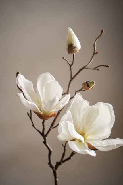 Magnolia