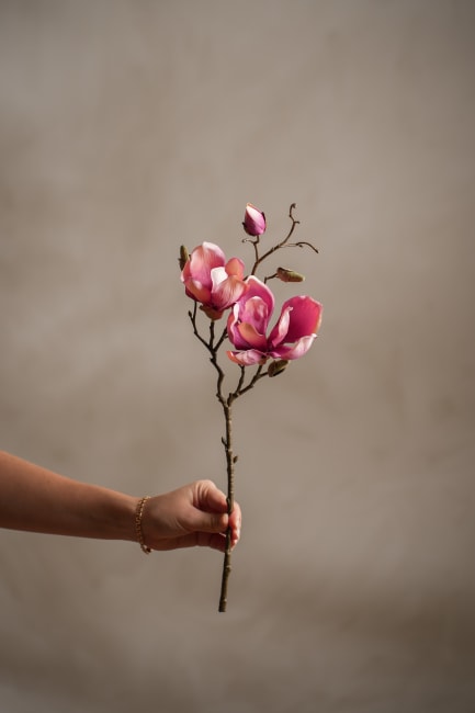 Magnolia