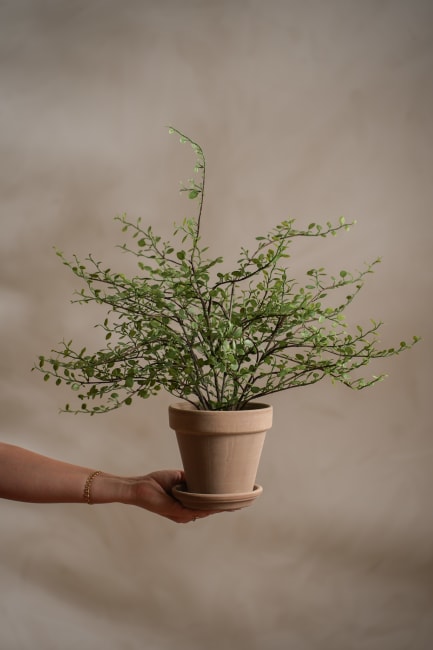 Muehlenbeckia