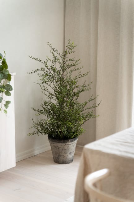 Muehlenbeckia