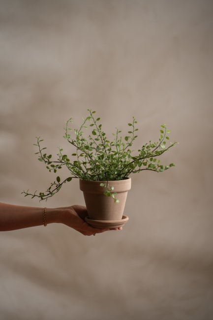 Muehlenbeckia