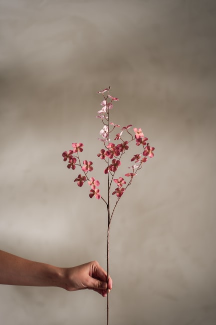 Hortensia