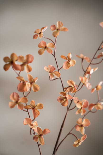 Hortensia