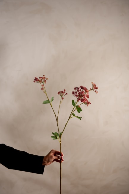 Angelica