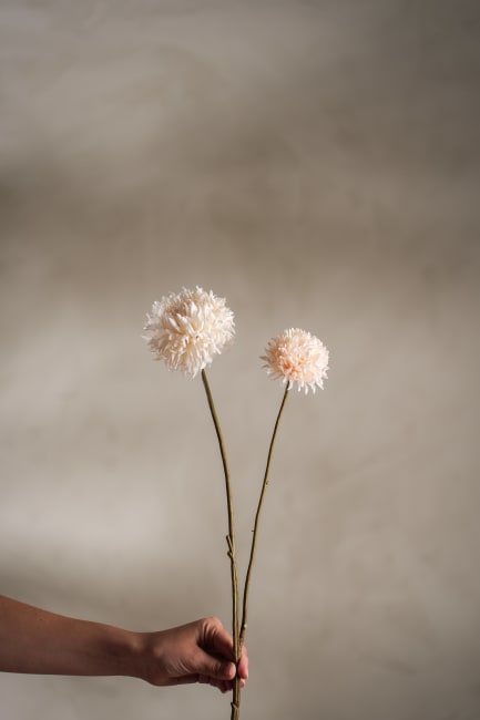 Chrysanthemum