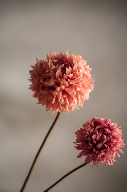 Chrysanthemum