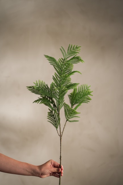 Mimosa