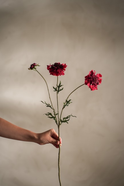Scabiosa