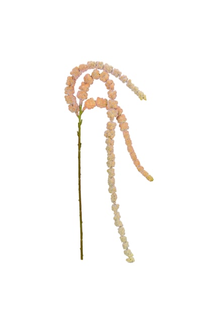 Amaranthus