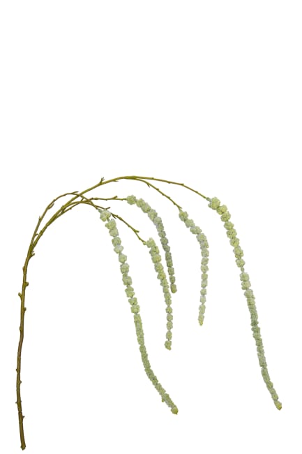 Amaranthus