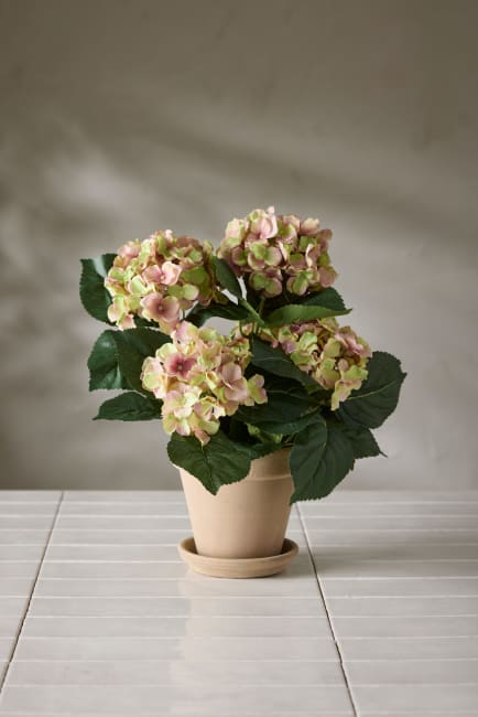 Hortensia