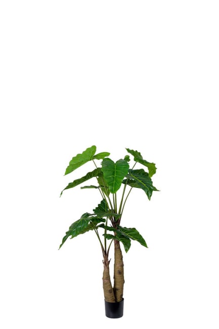 Alocasia