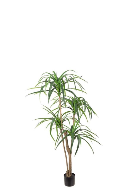 Dracena