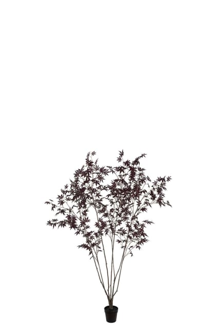 Japansk Lönn