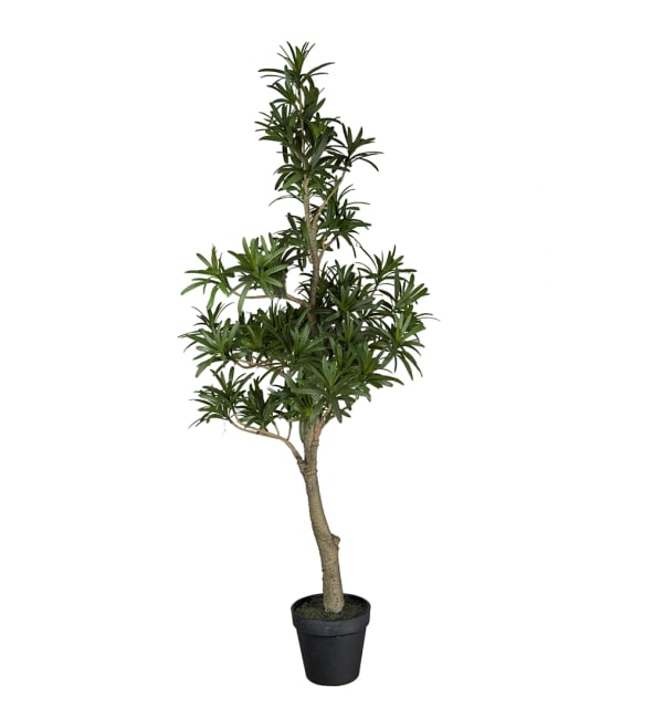 Podocarpus