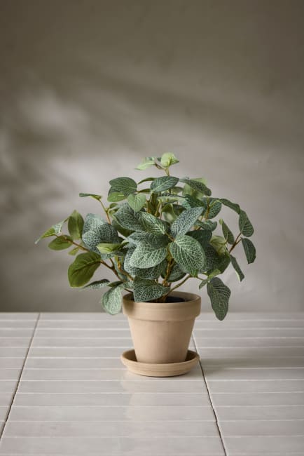 Fittonia