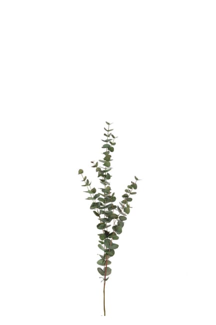 Eucalyptus