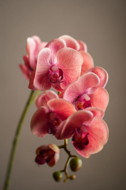 Phalaenopsis