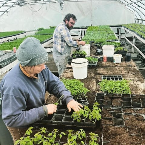 Famers planting small plants