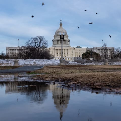 Birds fly around the Capitol, which is seen both in true form and as a reflection in a puddle.