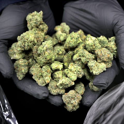 Dried marijuana awaits curing at a cannabis dispensary in Wareham, M.A.