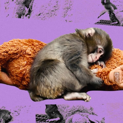 Photoillustration of Punch the monkey embracing his monkey toy.