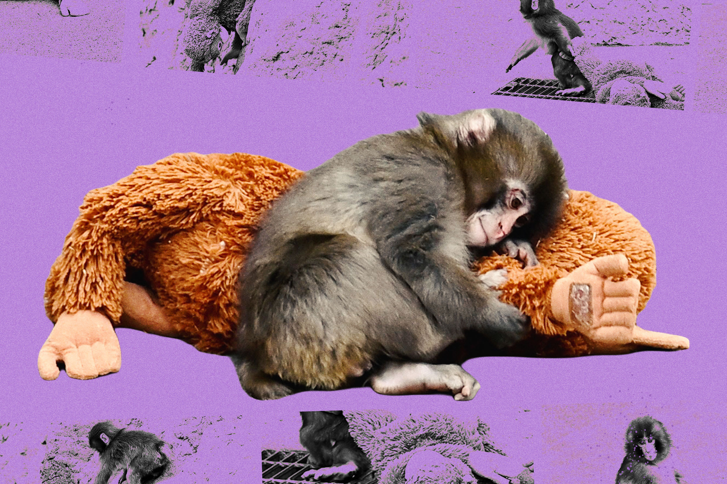 
                            Why a baby monkey’s rejection broke the internet — and me