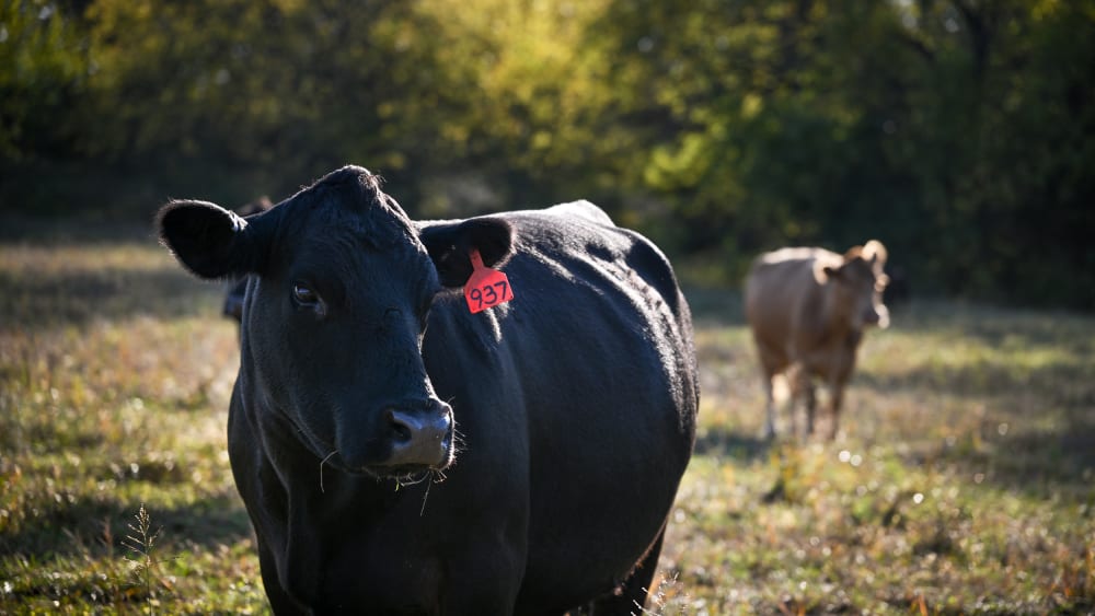 Beef cattle at a farm near Montrose, M.O.