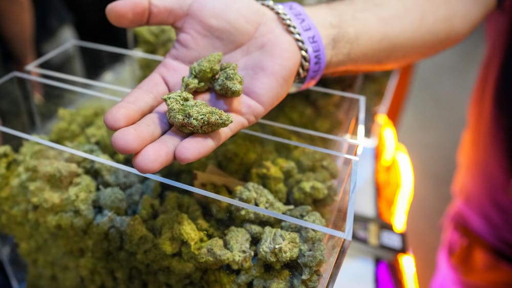 A person hold cannabis flower.