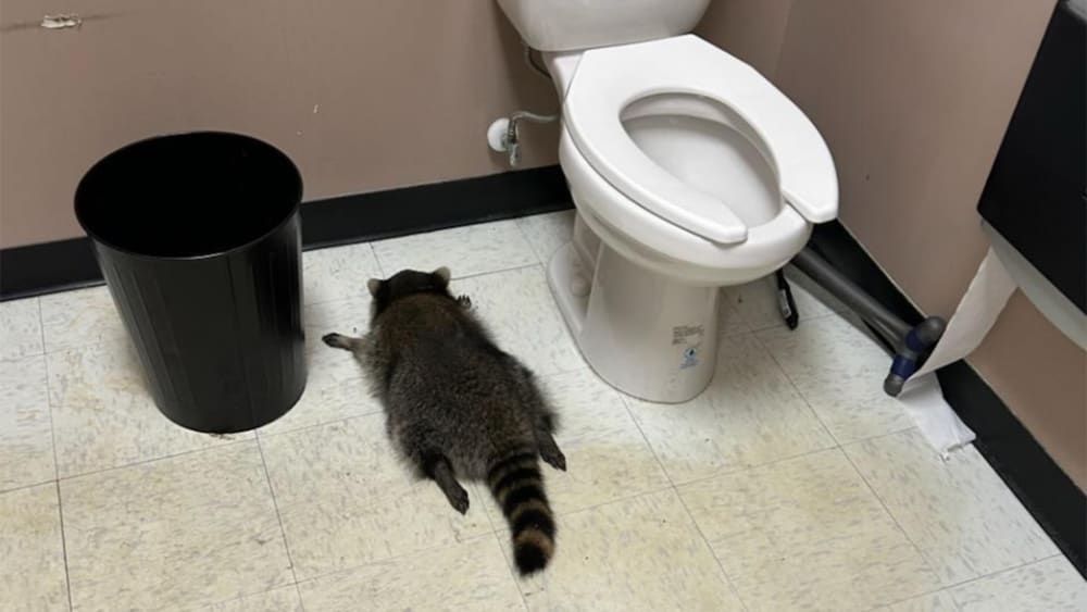 A drunk raccoon flat on its stomach between a toilet and a trash can.