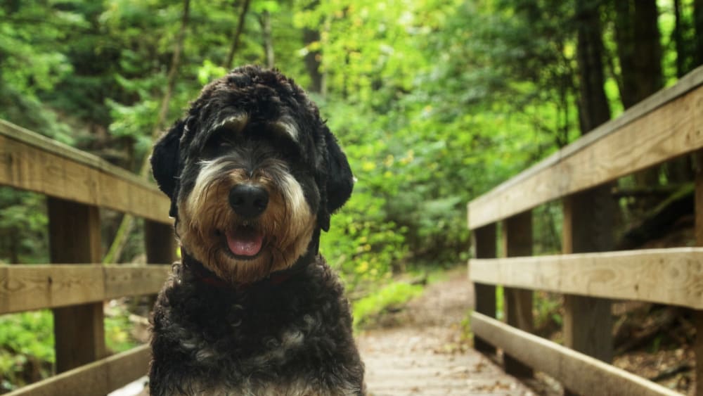 A picture of Hobson, Mika Brzezinski’s Bernadoodle, sitting on a wooden walkway, surrounded by greenery