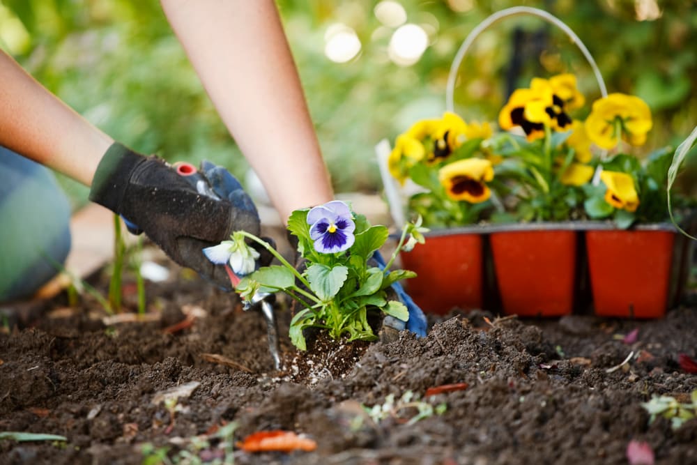 Image: Gardening Hands