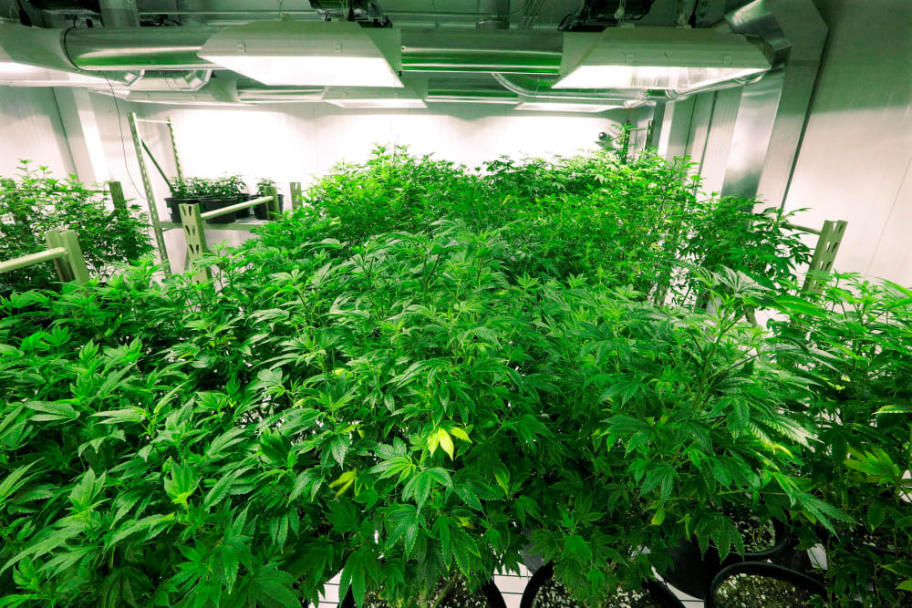 Image: The "mother" marijuana plants are keep healthy inside the "Mother Room" at the Ataraxia medical marijuana cultivation center