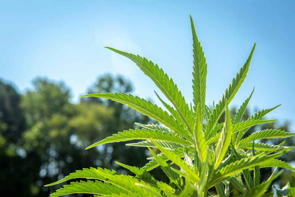 Image: Industrial Hemp (Cannabis sativa) growing commercially on the eastern shore of Maryland