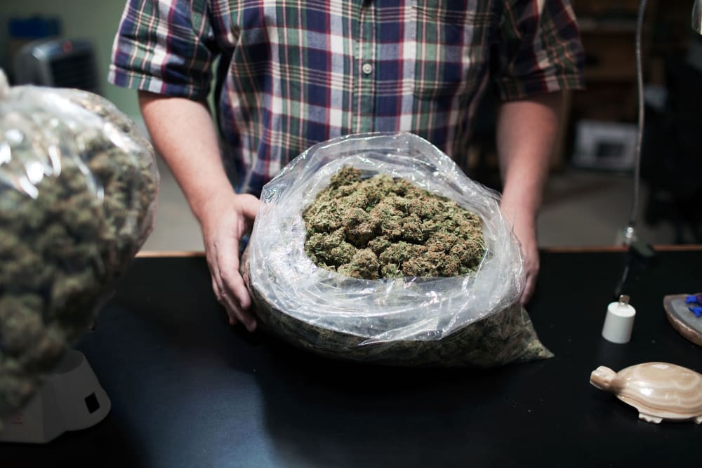 Marijuana buds are seen at Harborside Health center in California.