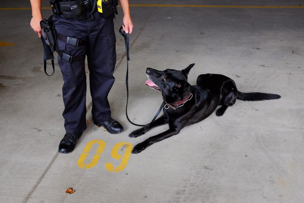 A police officer holds his dog on a leash after demonstrating a narcotic search on a vehicle in Colorado Springs, Colo., on Aug. 12, 2013. (Photo by Matthew Staver/Bloomberg/Getty)