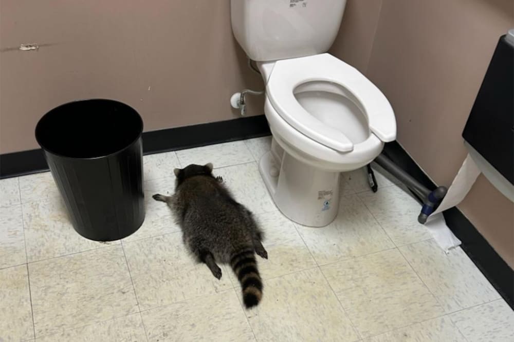 A drunk raccoon flat on its stomach between a toilet and a trash can.