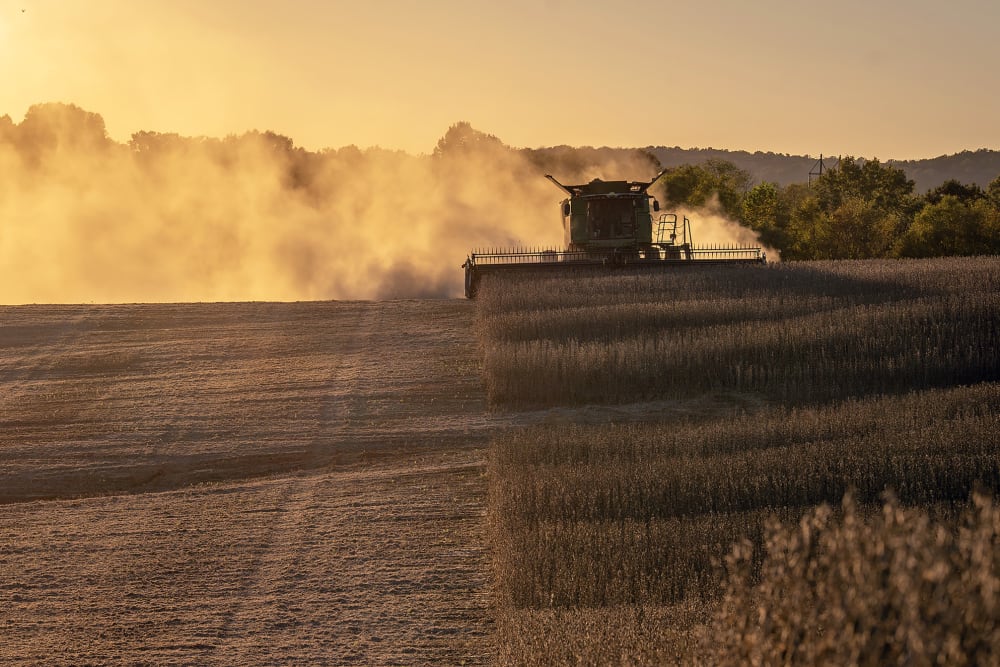 A combine harvests soybeans in Marion, Ky.