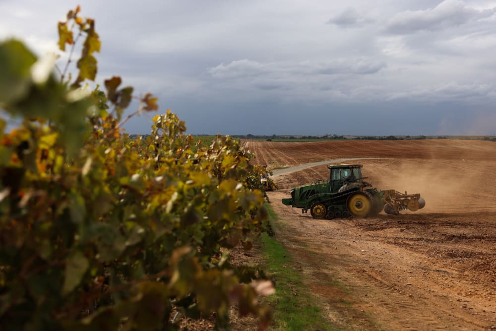 A tractor berms soil for almond trees.